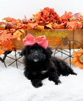 Tala, a female Cavapoo for sale in Statesville, NC – 8 of 10