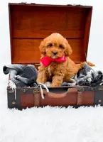 Sandy, a female Cavapoo for sale in Statesville, NC – 5 of 10
