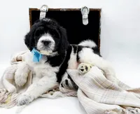 Oreo, a male Bernedoodle for sale in Statesville, NC – Photo 8 of 10