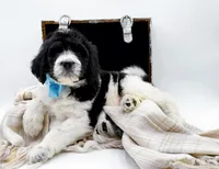 Oreo, a male Bernedoodle for sale in Statesville, NC – Photo 2 of 10