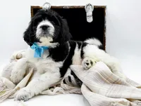 Oreo, a male Bernedoodle for sale in Statesville, NC – Photo 1 of 10
