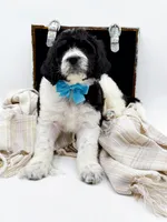 Oreo, a male Bernedoodle for sale in Statesville, NC – Photo 6 of 10