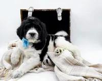 Oreo, a male Bernedoodle for sale in Statesville, NC – Photo 4 of 10