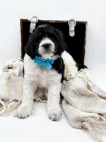 Oreo, a male Bernedoodle for sale in Statesville, NC – Photo 5 of 10