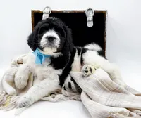 Oreo, a male Bernedoodle for sale in Statesville, NC – Photo 10 of 10