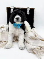 Oreo, a male Bernedoodle for sale in Statesville, NC – Photo 7 of 10