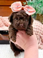 Nestle, a female Miniature Bernedoodle for sale in Statesville, NC – 5 of 10