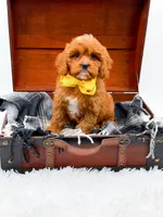 Summer, a female Cavapoo for sale in Statesville, NC – 4 of 10