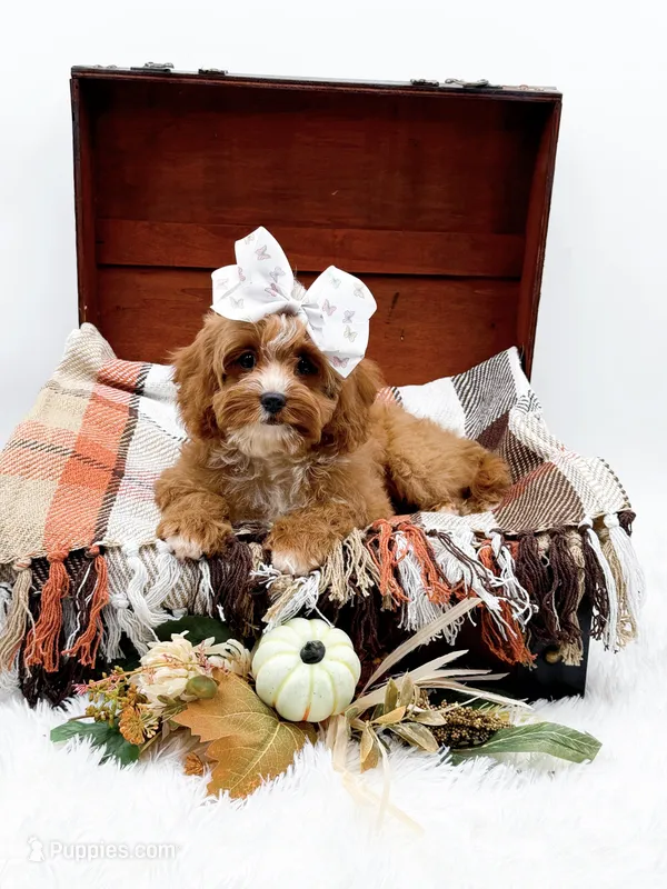Lady – Cavapoo puppy for sale in Statesville, NC