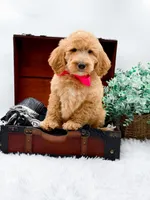 Ginger, a female Goldendoodle for sale in Statesville, NC – 5 of 10