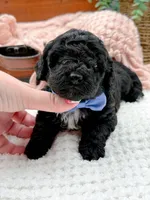 Micro Mini-Nelson, a female Miniature Bernedoodle for sale in Statesville, NC – 1 of 10
