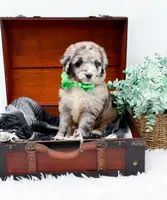 Franklin, a male Bernedoodle for sale in Statesville, NC – 1 of 10