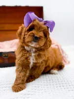 Rosie, a female Cavapoo for sale in Statesville, NC – 10 of 10