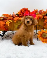 Trixie, a female Cavapoo for sale in Statesville, NC – 2 of 10