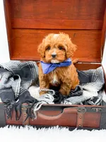 Sam, a male Cavapoo for sale in Statesville, NC – 7 of 10
