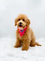Heidi, a female Miniature Goldendoodle for sale in Statesville, NC – 10 of 10