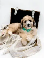 Murphy, a male Bernedoodle for sale in Statesville, NC – Photo 8 of 10