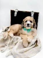 Murphy, a male Bernedoodle for sale in Statesville, NC – Photo 6 of 10