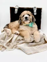 Murphy, a male Bernedoodle for sale in Statesville, NC – Photo 1 of 10