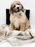 Murphy, a male Bernedoodle for sale in Statesville, NC – Photo 3 of 10