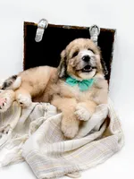 Murphy, a male Bernedoodle for sale in Statesville, NC – Photo 2 of 10