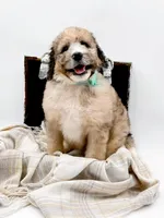 Murphy, a male Bernedoodle for sale in Statesville, NC – Photo 5 of 10
