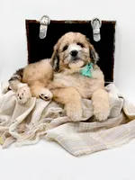 Murphy, a male Bernedoodle for sale in Statesville, NC – Photo 4 of 10