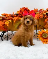 Trixie, a female Cavapoo for sale in Statesville, NC – 8 of 10