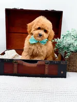 Pretzel, a male Miniature Goldendoodle for sale in Statesville, NC – 4 of 10