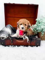 Faye-Blue Eye, a male Bernedoodle for sale in Statesville, NC – 4 of 10