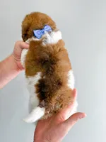 Hank-Blue Eyes, a male Bernedoodle for sale in Statesville, NC – 7 of 10