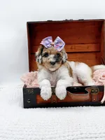 Hailey, a female Bernedoodle for sale in Statesville, NC – 2 of 10