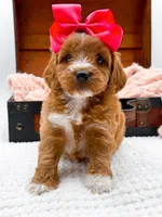 Sophia, a female Miniature Goldendoodle for sale in Statesville, NC – 10 of 10