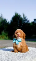 Ozzy, a male Miniature Bernedoodle for sale in Statesville, NC – 9 of 10