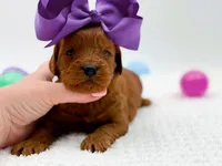 Cinnamon, a female Miniature Goldendoodle for sale in Statesville, NC – Photo 7 of 10