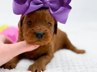 Cinnamon, a female Miniature Goldendoodle for sale in Statesville, NC – Photo 2 of 10