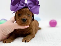 Cinnamon, a female Miniature Goldendoodle for sale in Statesville, NC – Photo 4 of 10