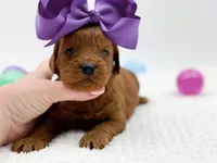 Cinnamon, a female Miniature Goldendoodle for sale in Statesville, NC – Photo 8 of 10