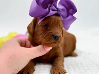 Cinnamon, a female Miniature Goldendoodle for sale in Statesville, NC – Photo 10 of 10