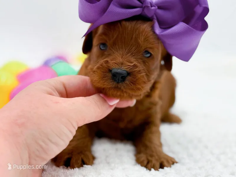 Cinnamon – Miniature Goldendoodle puppy for sale in Statesville, NC