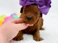 Cinnamon, a female Miniature Goldendoodle for sale in Statesville, NC – Photo 1 of 10