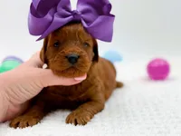 Cinnamon, a female Miniature Goldendoodle for sale in Statesville, NC – Photo 5 of 10