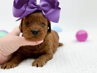 Cinnamon, a female Miniature Goldendoodle for sale in Statesville, NC – Photo 6 of 10