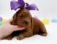 Cinnamon, a female Miniature Goldendoodle for sale in Statesville, NC – Photo 9 of 10