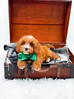 Stewart, a male Cavapoo for sale in Statesville, NC – 10 of 10