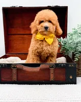 Piper, a female Miniature Goldendoodle for sale in Statesville, NC – 1 of 10