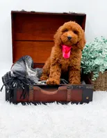 Emma, a female Miniature Goldendoodle for sale in Statesville, NC – 3 of 10