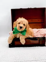 Alvin, a male Miniature Goldendoodle for sale in Statesville, NC – 9 of 10
