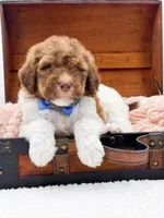Hank-Blue Eyes, a male Bernedoodle for sale in Statesville, NC – 9 of 10