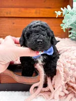 Micro Mini-Nelson, a female Miniature Bernedoodle for sale in Statesville, NC – 10 of 10